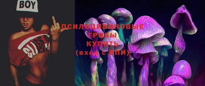 Псилоцибиновые грибы Cubensis  Светогорск 